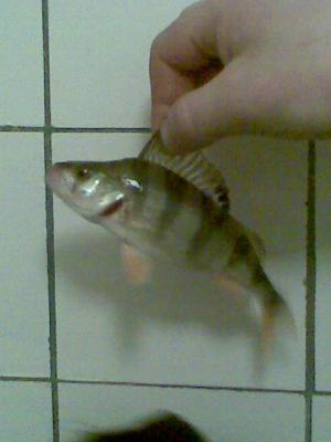 Прикрепленное изображение: Фото043.jpg